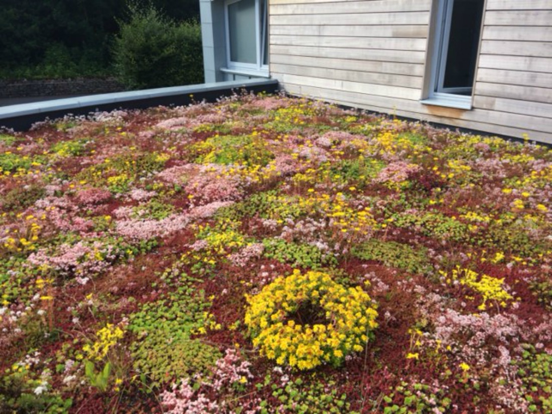 a-beautifully-developing-sedum-roof-green-roofs-naturally-otley