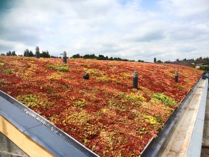 Green-Roofs-Naturally-Bradford-3