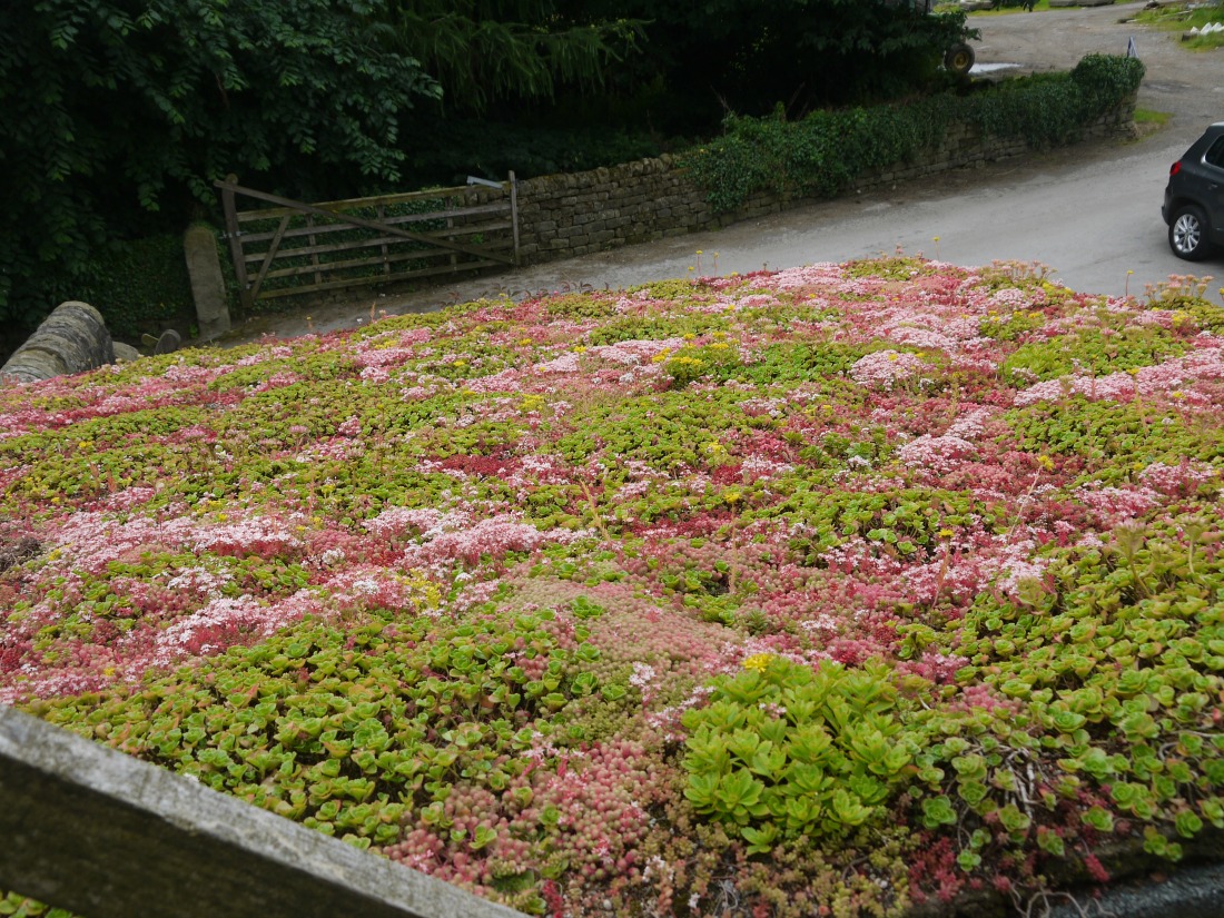 The changing seasons on a sedum roof! - Green Roofs 