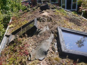 before Green Roofs Naturally
