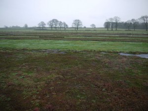 GRN sedum field in winter